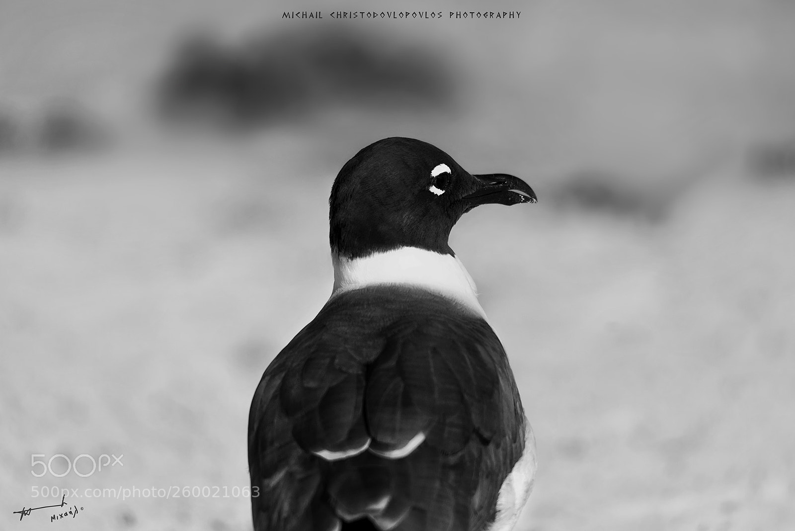 Nikon D810 sample photo. Laughing gull photography