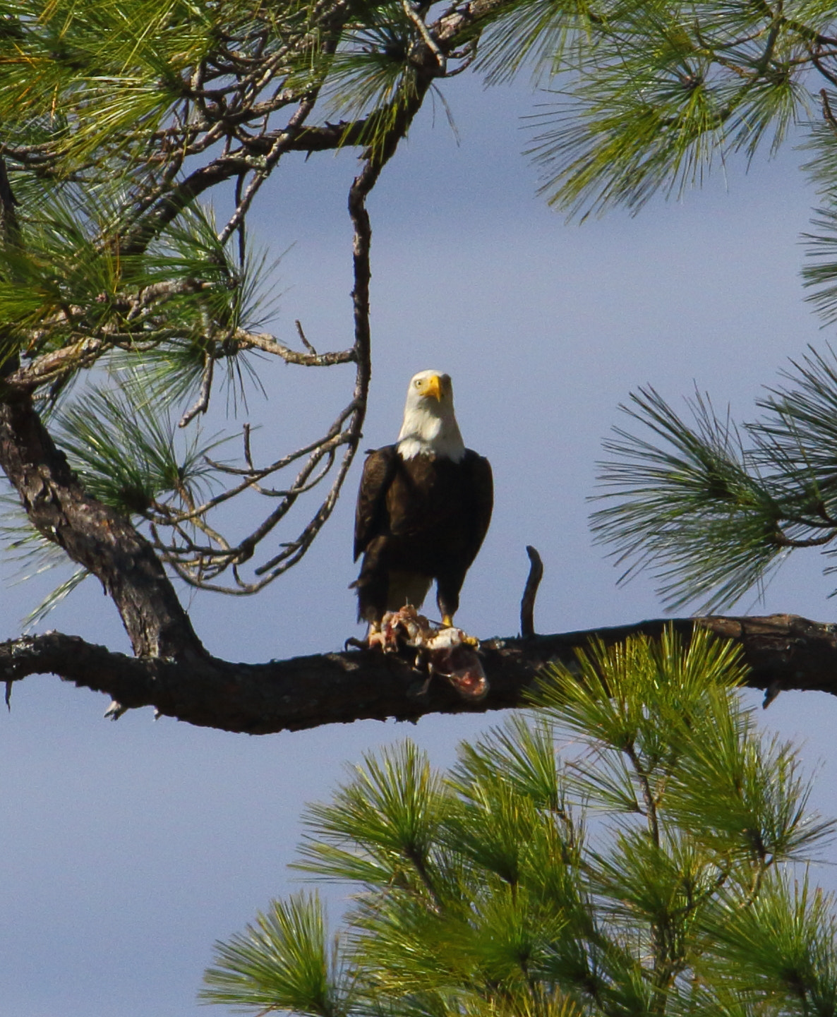 Canon EF 300mm f/2.8L + 1.4x sample photo. Lighthouse photography