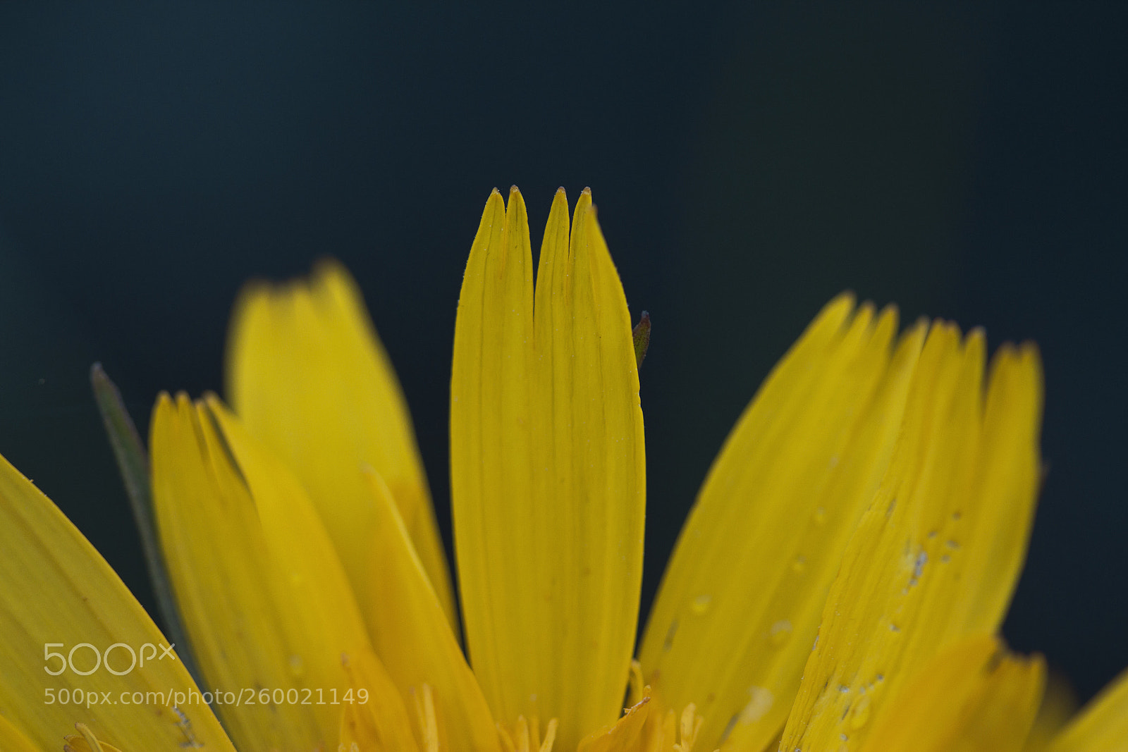Canon EOS 60D sample photo. Wiesen-bocksbart (tragopogon pratensis) photography