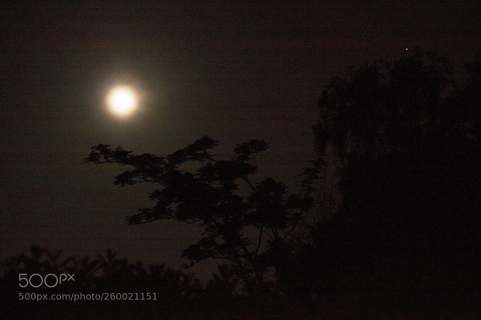 Canon EOS 50D sample photo. Moon and tree silhouettes photography