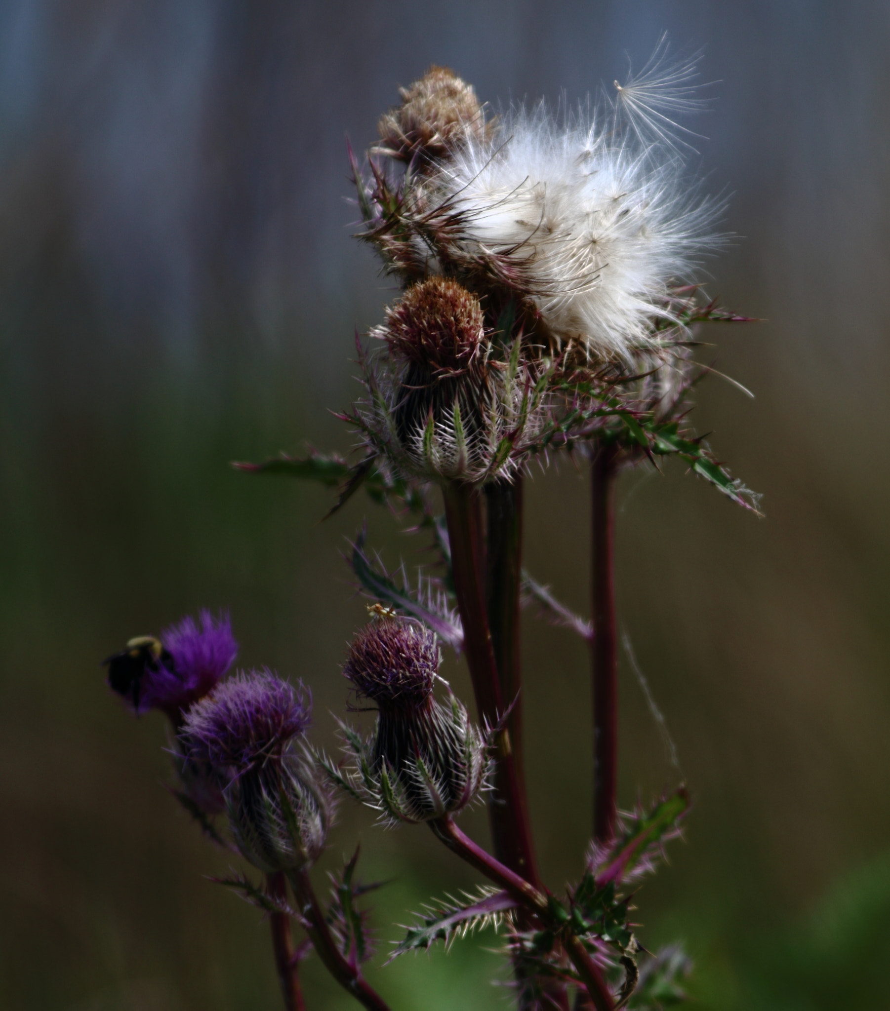 Canon EOS 7D Mark II + Canon EF 300mm f/2.8L sample photo. Wa photography