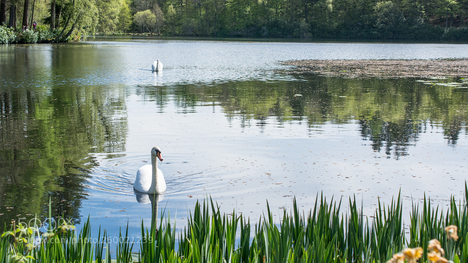 Nikon D7100 sample photo. Swan lake photography