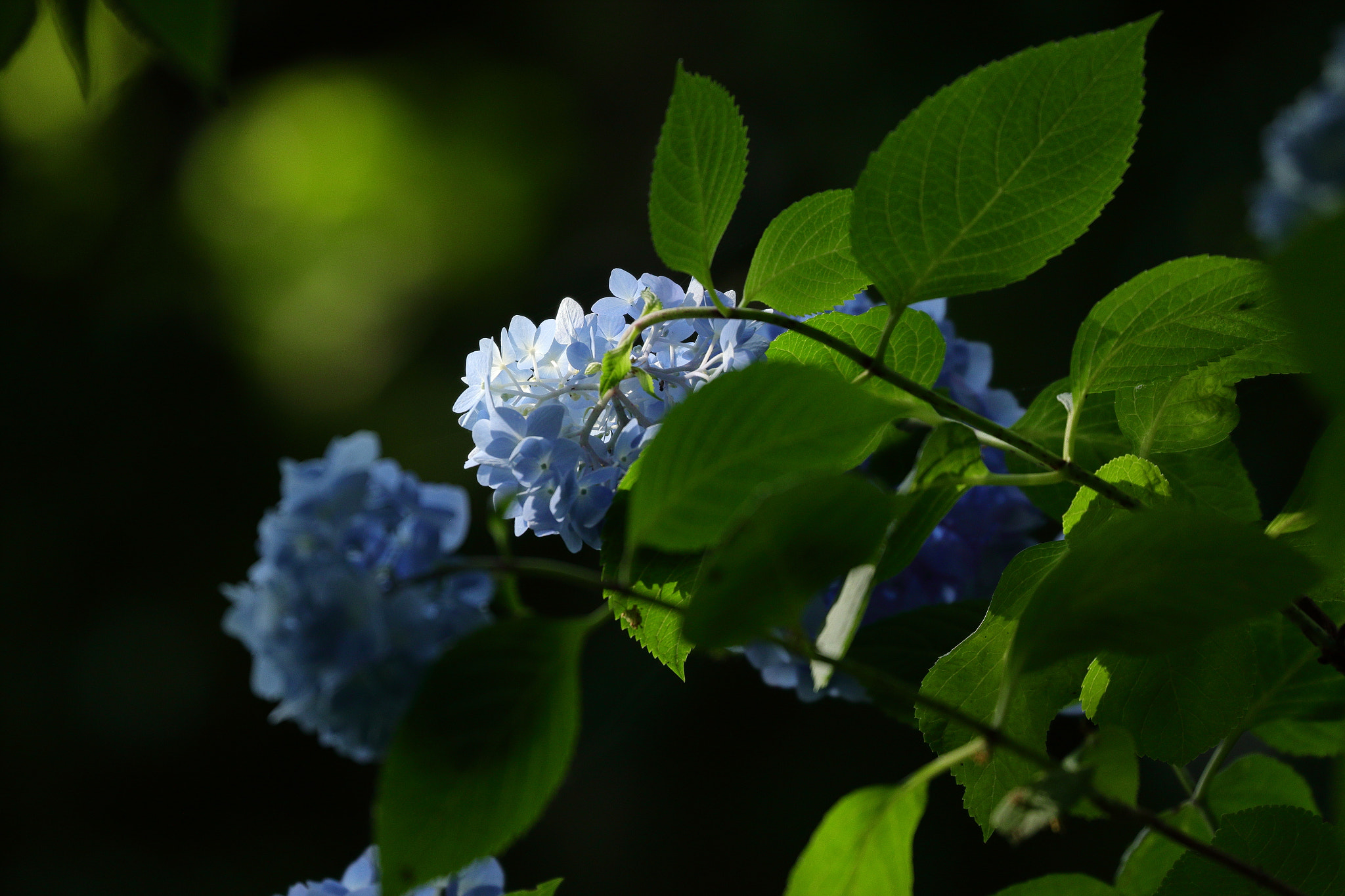 Canon EOS 7D Mark II sample photo. Hydrangea 7i2a6153 photography