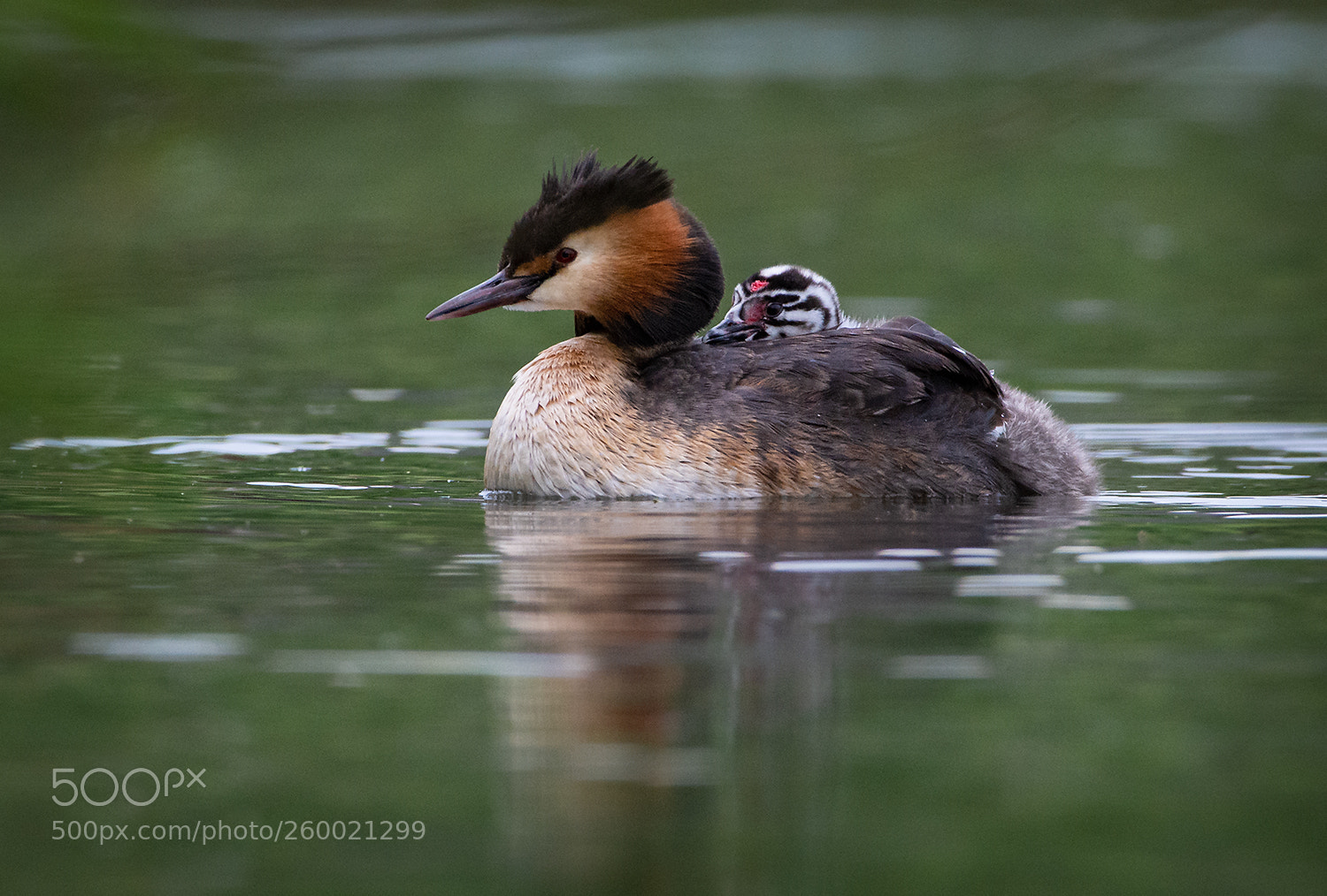 Nikon D7200 sample photo. Grebe with chick photography