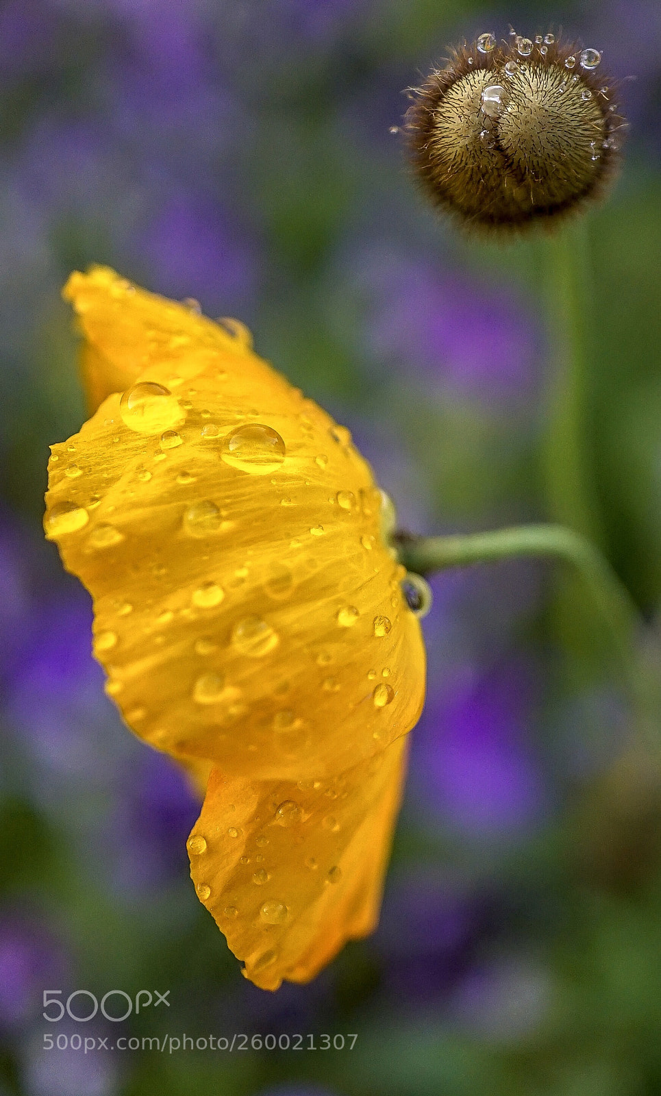 Sony a7 II sample photo. "macro garden 3" photography