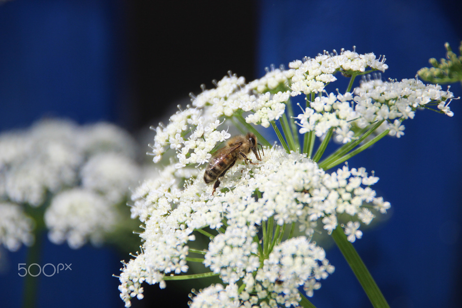 Canon EOS 600D (Rebel EOS T3i / EOS Kiss X5) sample photo. Close-up - bee photography