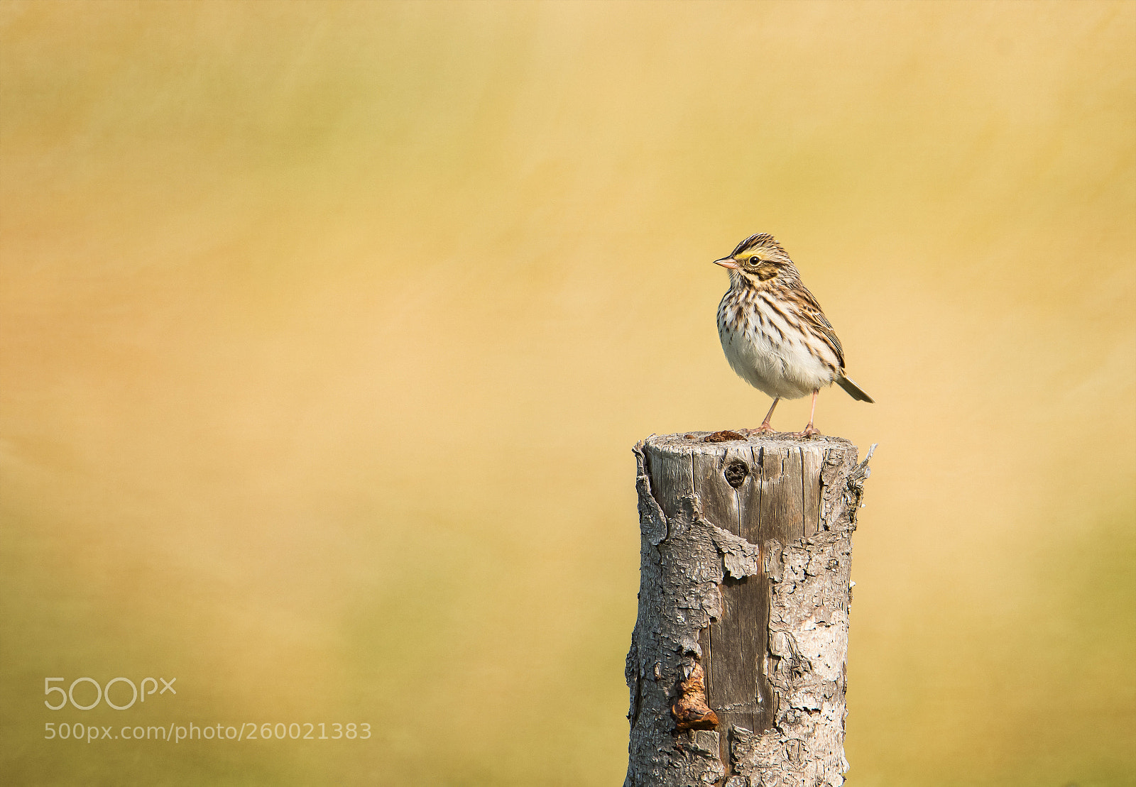 Nikon D500 sample photo. Savannah sparrow photography