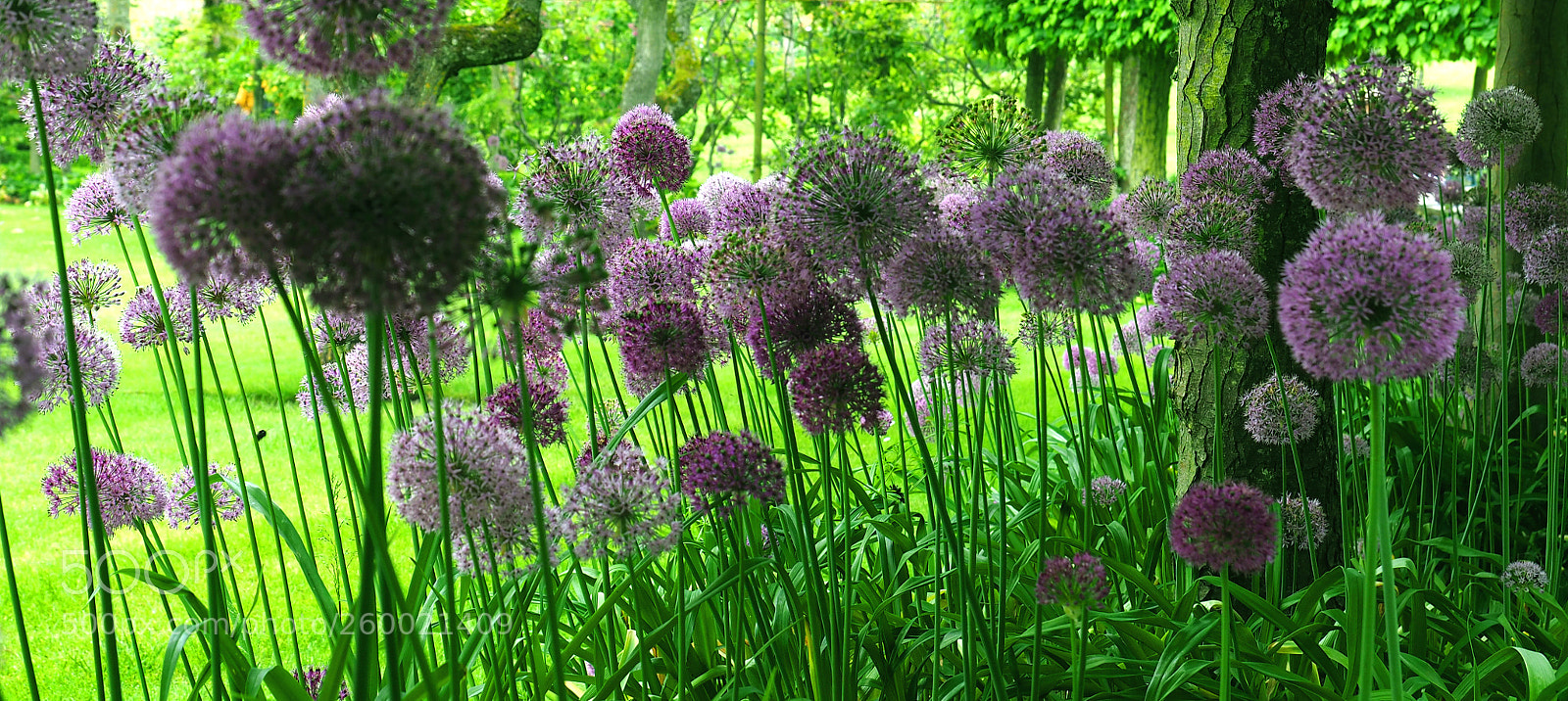 Olympus OM-D E-M5 II sample photo. Sweep of alliums photography