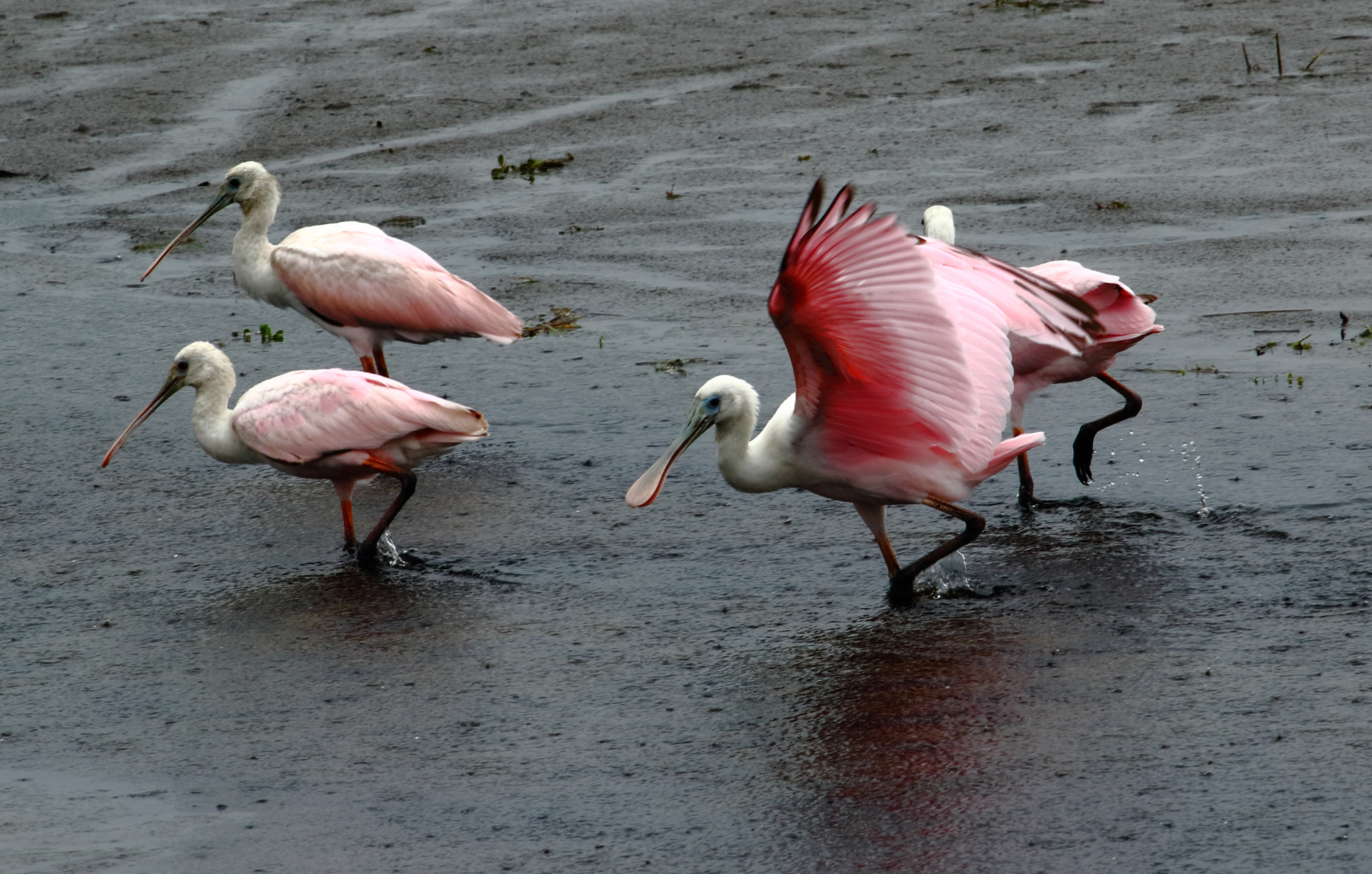 Canon EF 300mm f/2.8L sample photo. Wa photography