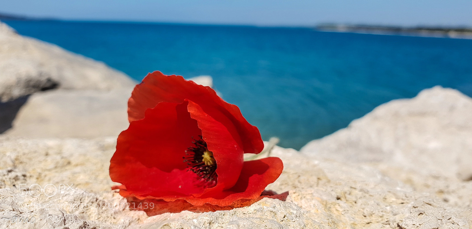 Samsung Galaxy S9+ sample photo. Poppy by the sea. photography
