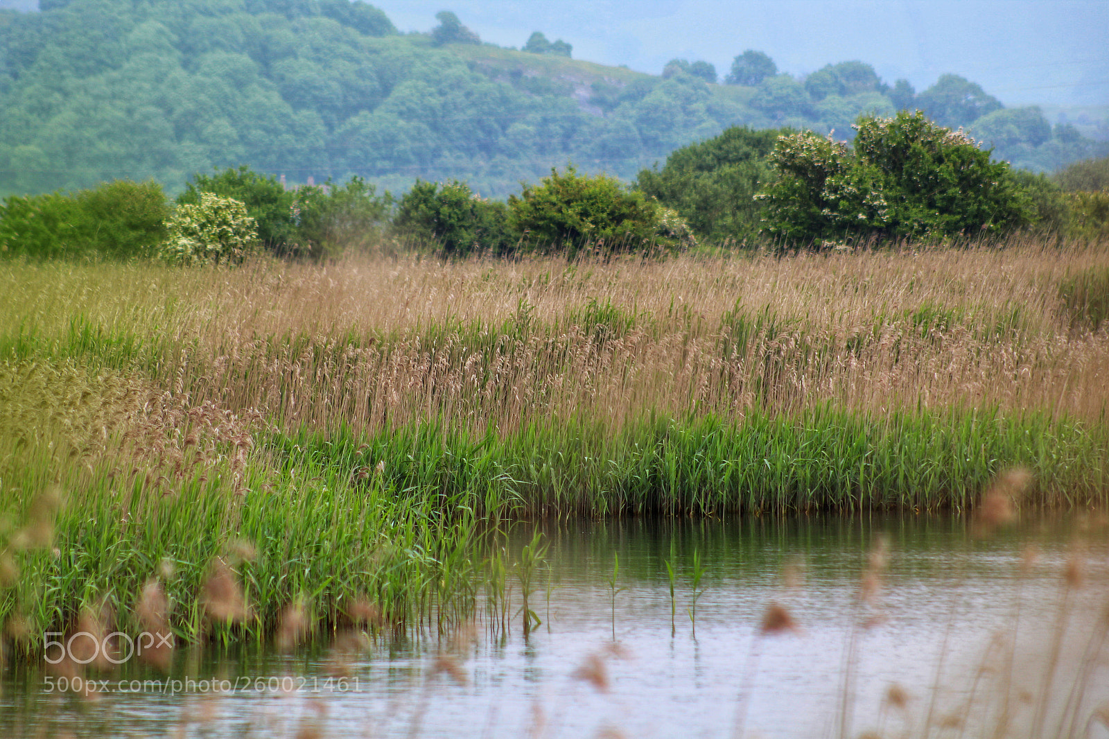 Canon EOS 1300D (EOS Rebel T6 / EOS Kiss X80) sample photo. Somerset reed beds photography