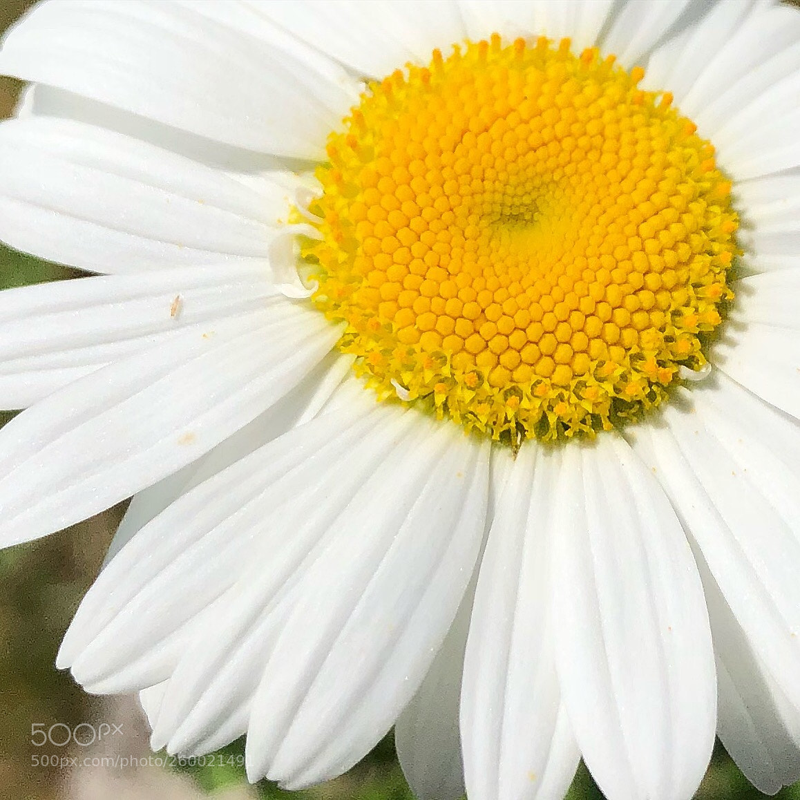 Apple iPhone 8 Plus sample photo. Marguerite closeup photography