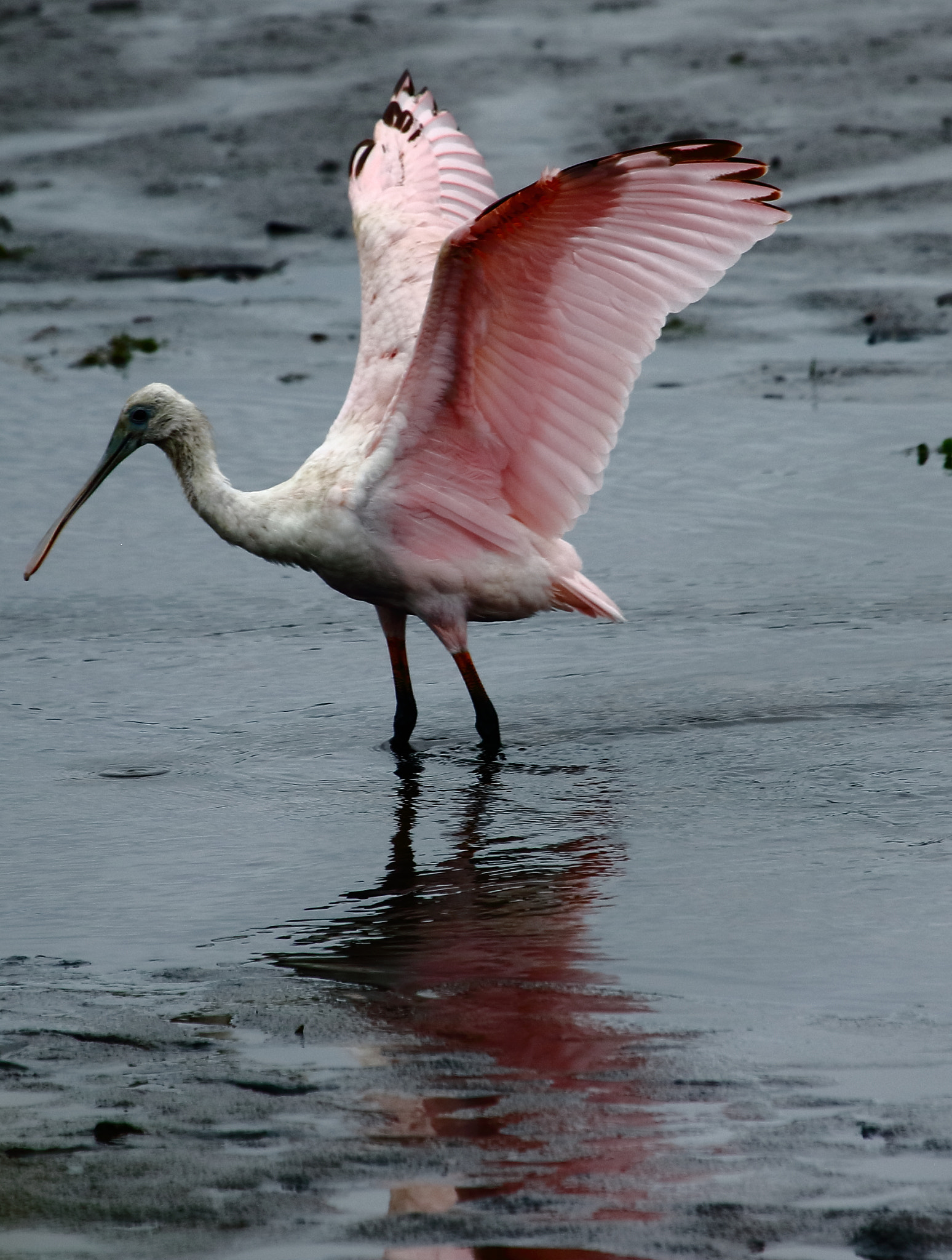 Canon EF 100-400mm F4.5-5.6L IS USM sample photo. Wa photography