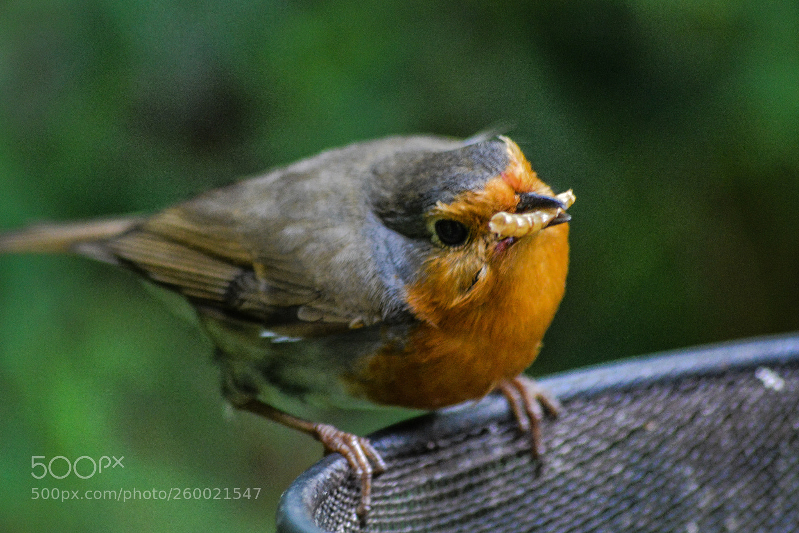 Nikon D3200 sample photo. Our robin photography