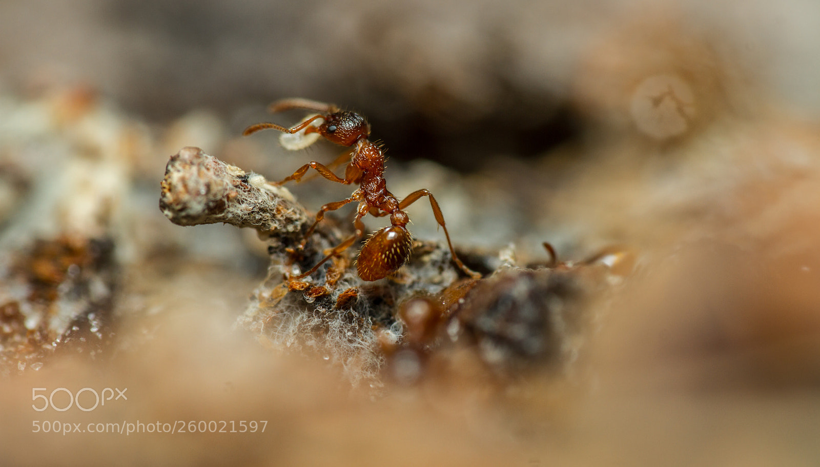 Canon EOS 7D sample photo. Myrmica rugonodis photography
