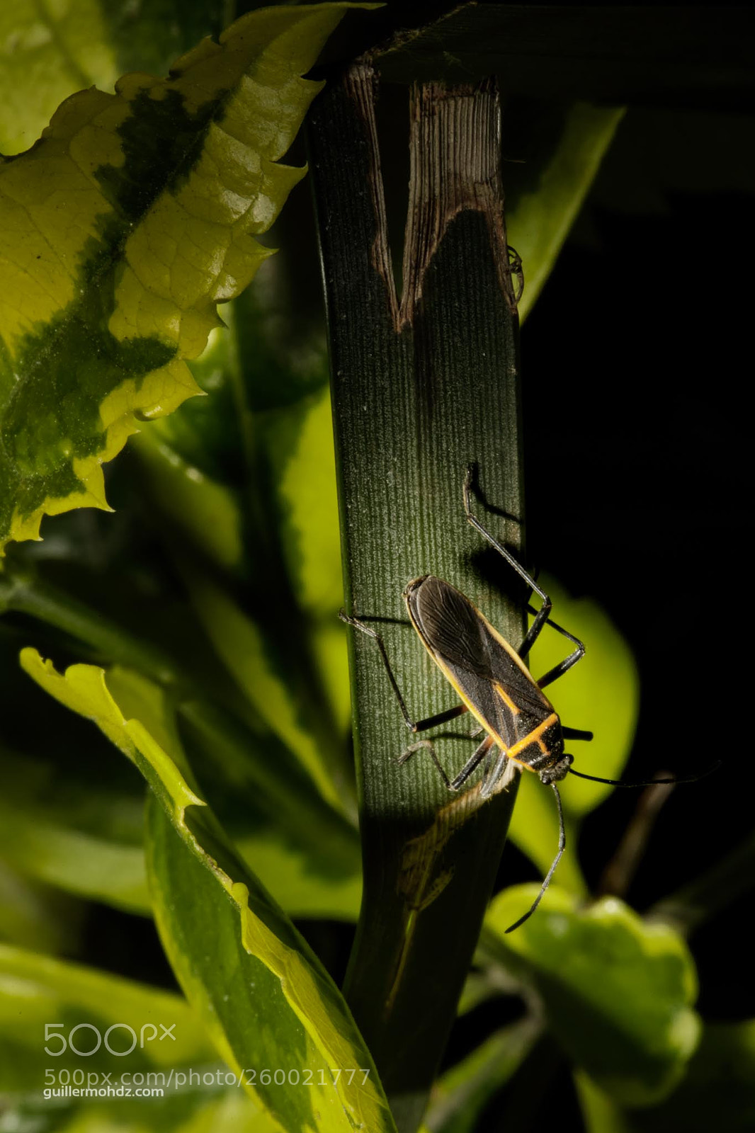 Canon EOS 5D Mark IV sample photo. Stenomacra marginella photography