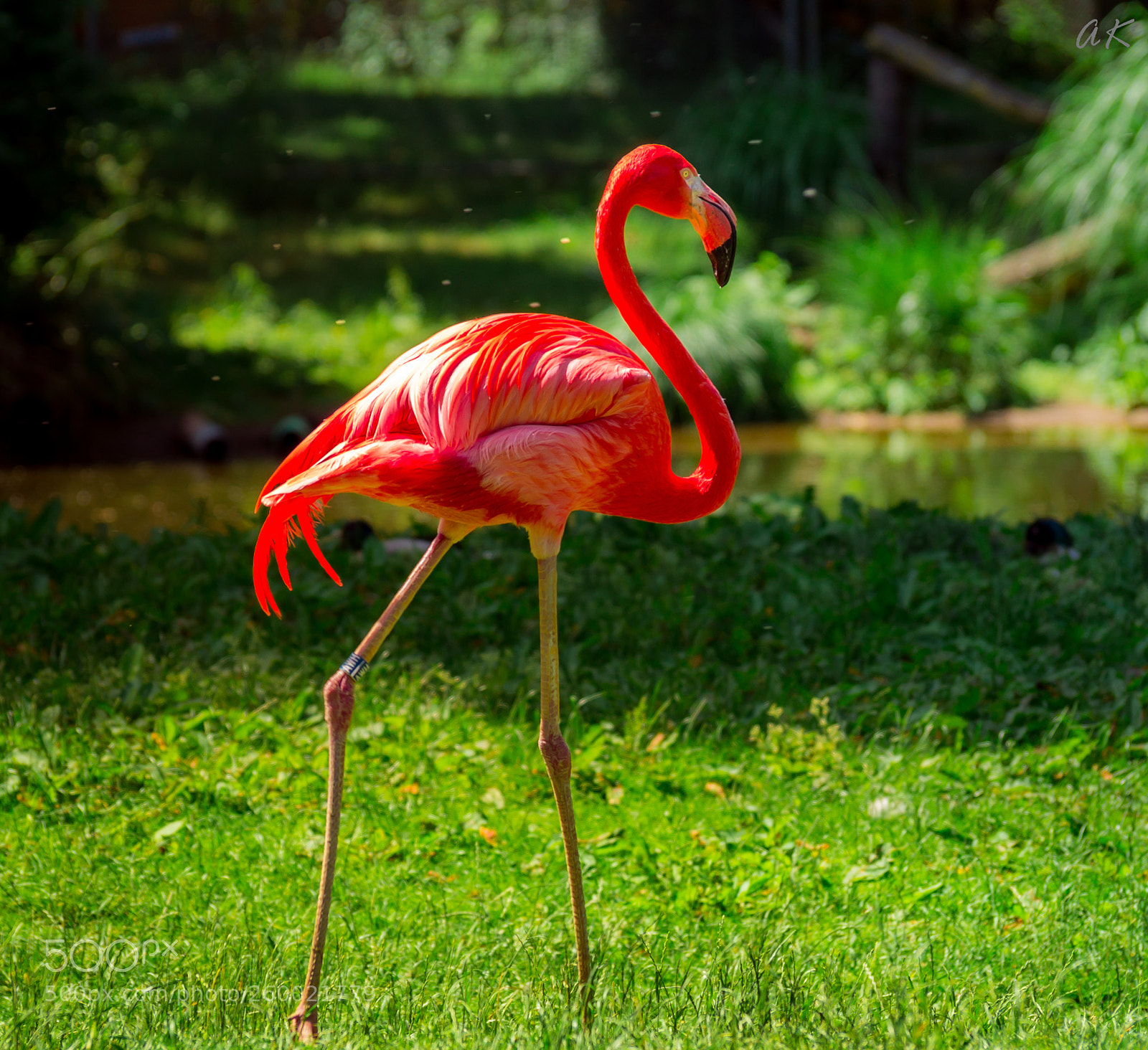 Sony SLT-A58 sample photo. Pink flamingo photography