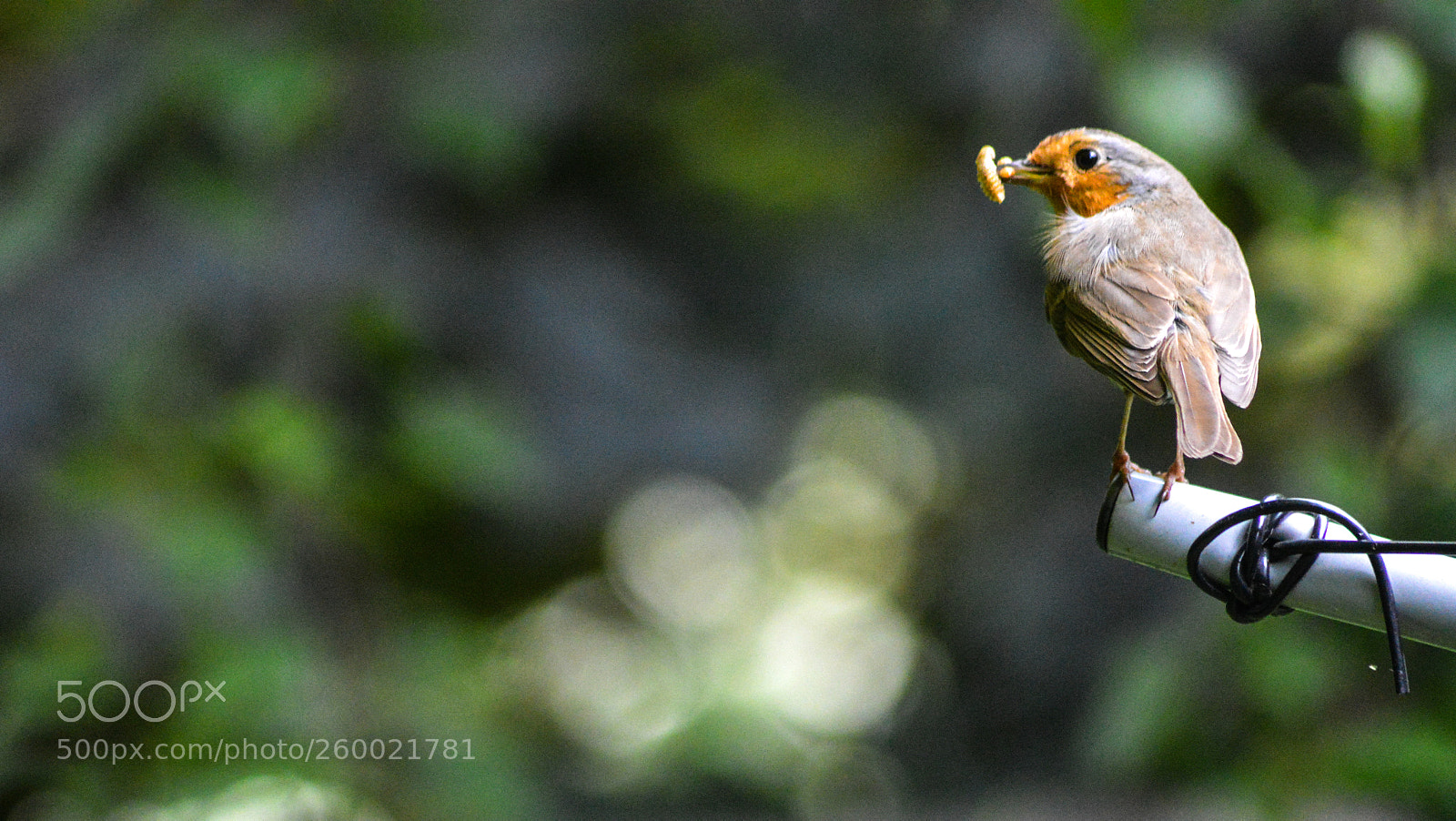 Nikon D3200 sample photo. Our robin photography