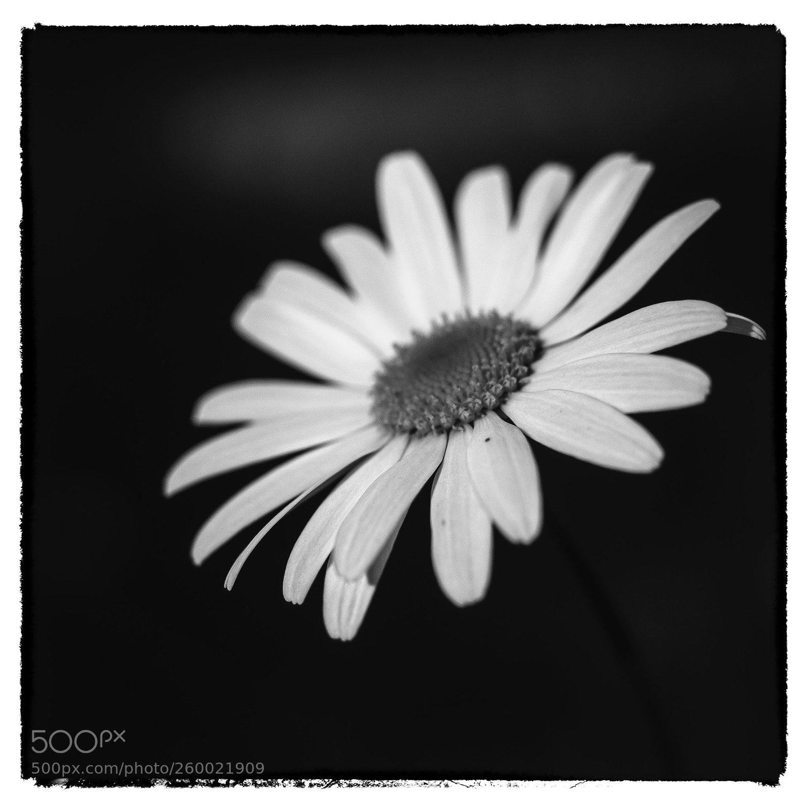 Olympus OM-D E-M1 sample photo. Moon daisy  photography