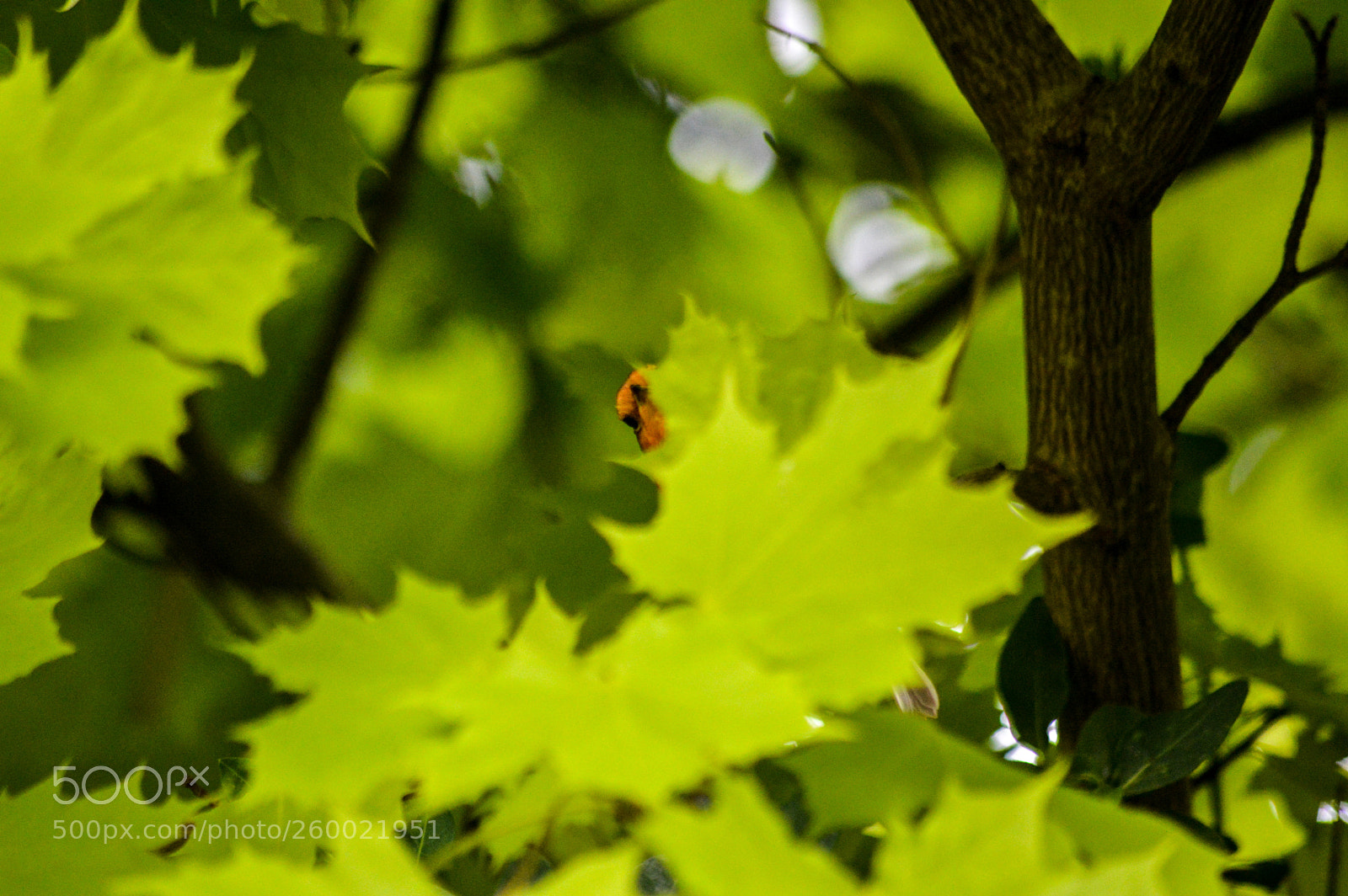 Nikon D3200 sample photo. Peek a boo robin photography
