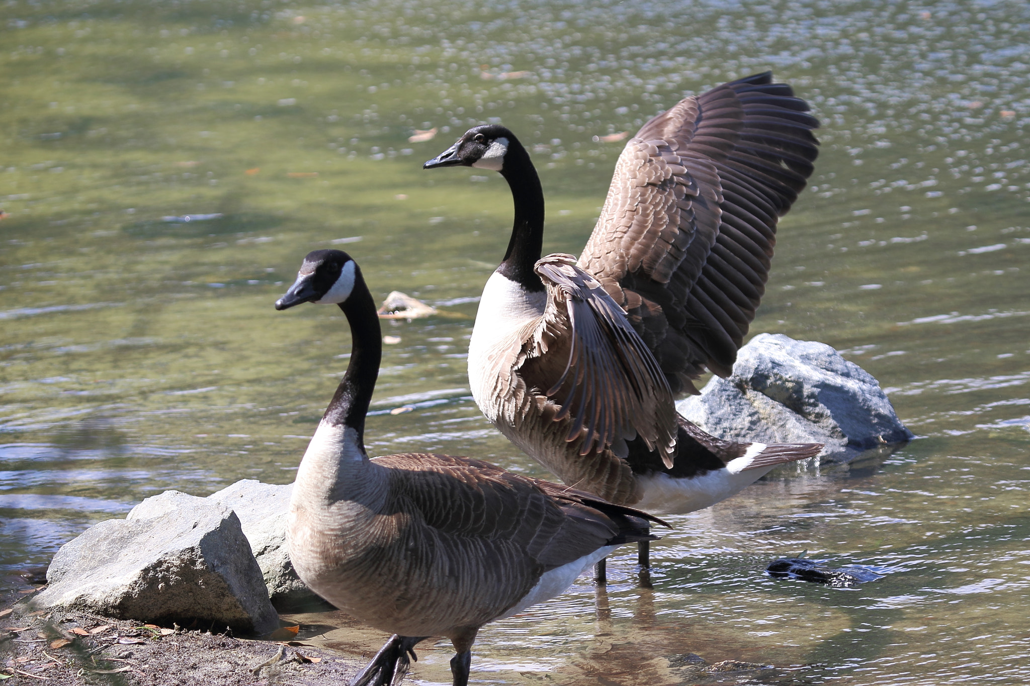 Canon EF 100-400mm F4.5-5.6L IS USM sample photo. Wa photography