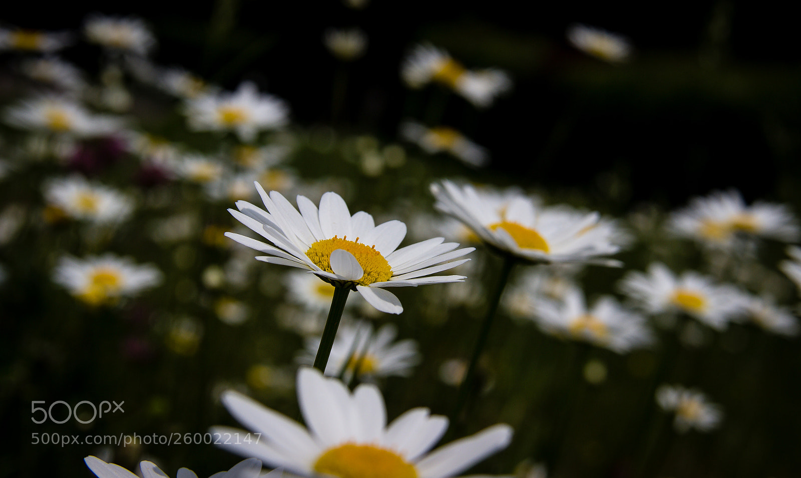 Canon EOS 600D (Rebel EOS T3i / EOS Kiss X5) sample photo. Daisies photography