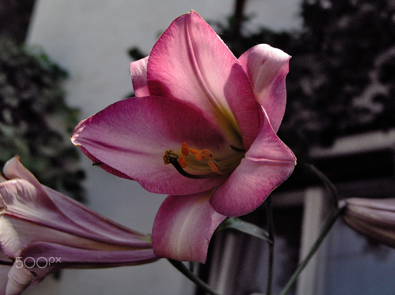 Olympus C5050Z sample photo. Wow ! photography