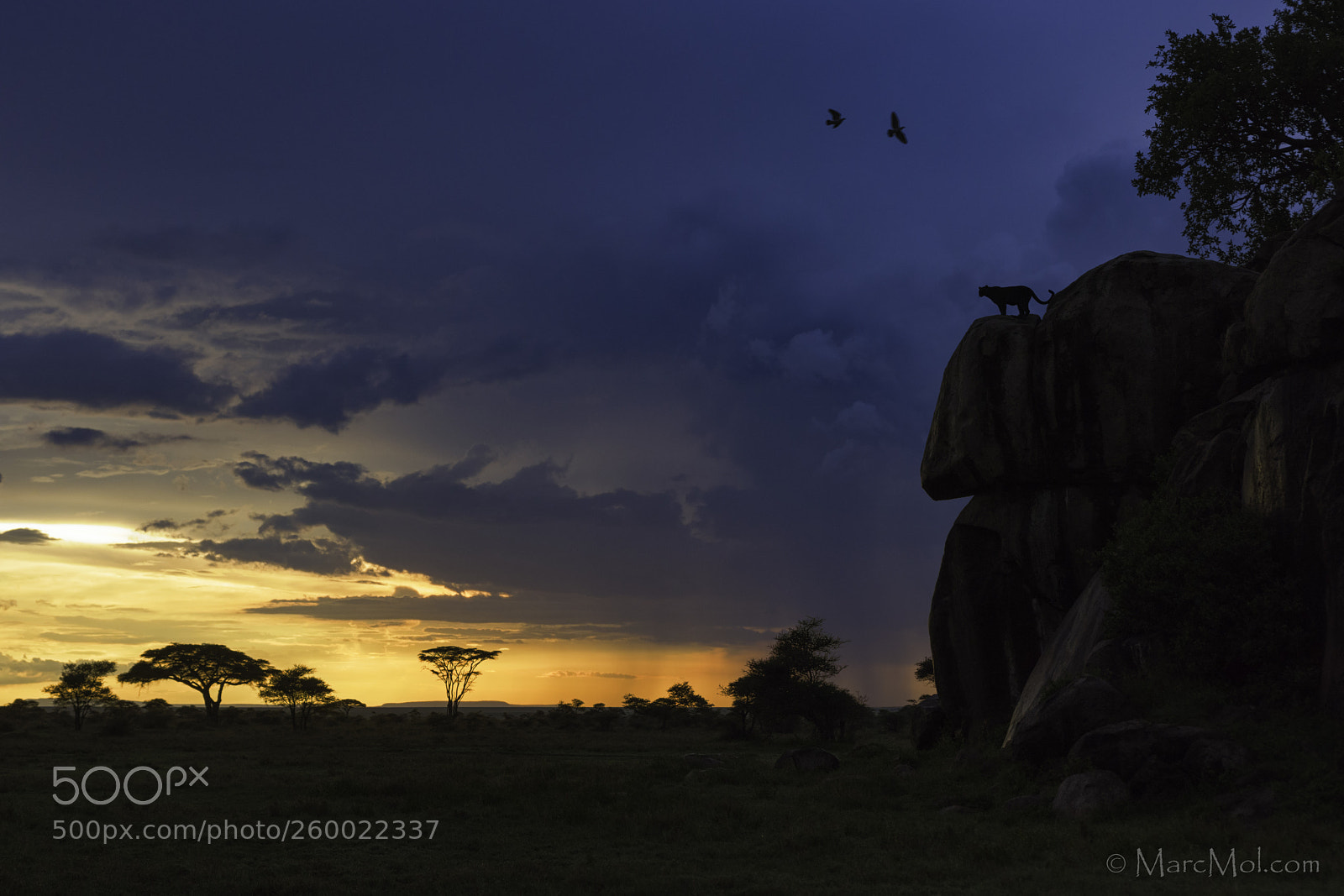 Nikon D810 sample photo. A leopard's kingdom. photography