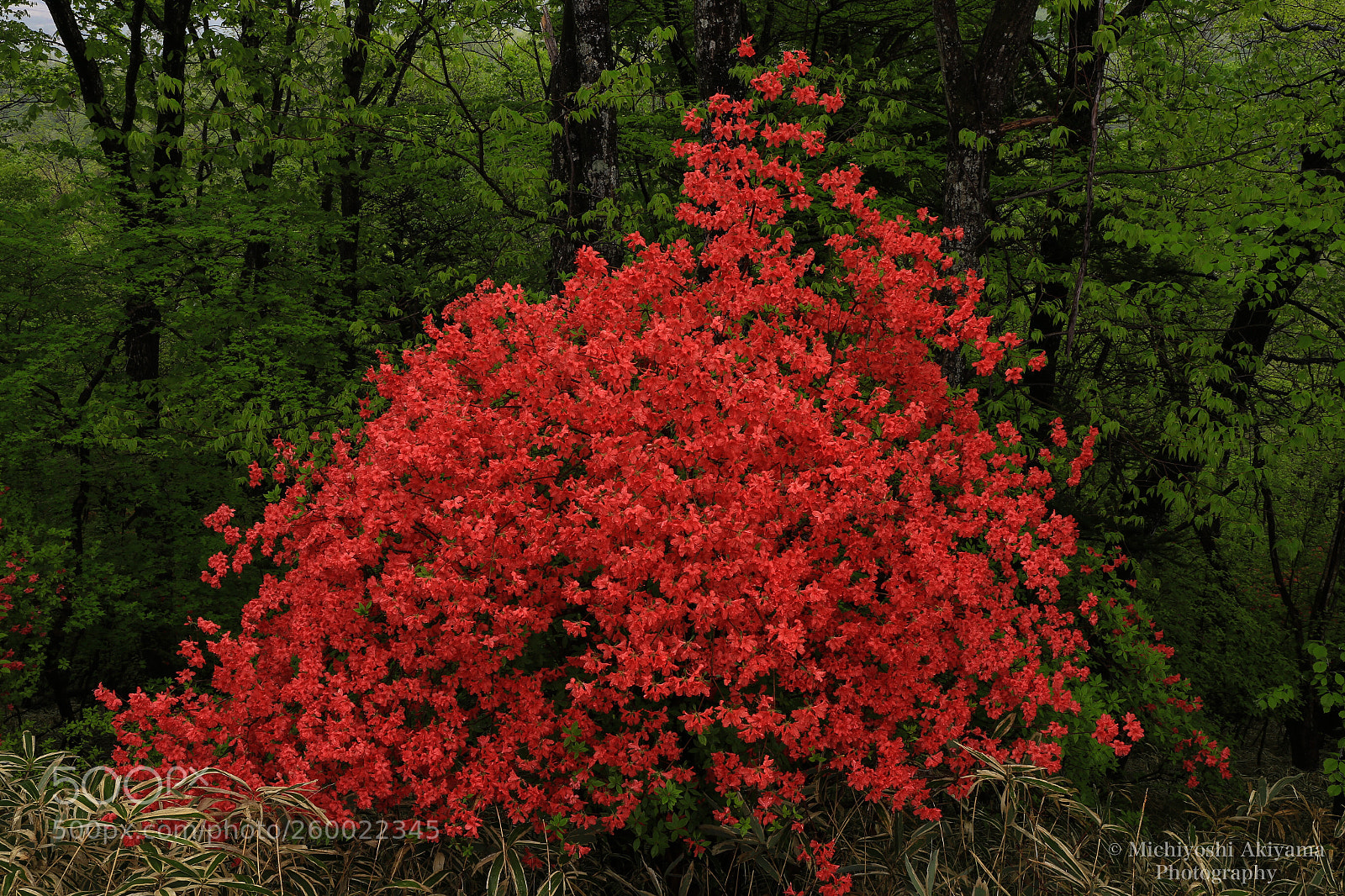 Canon EOS 6D sample photo. Azalea blooms photography