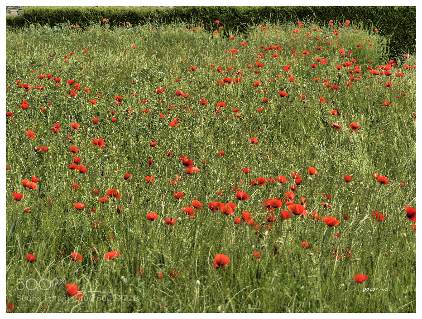 Panasonic Lumix DMC-FZ300 sample photo. Flores en el campo photography