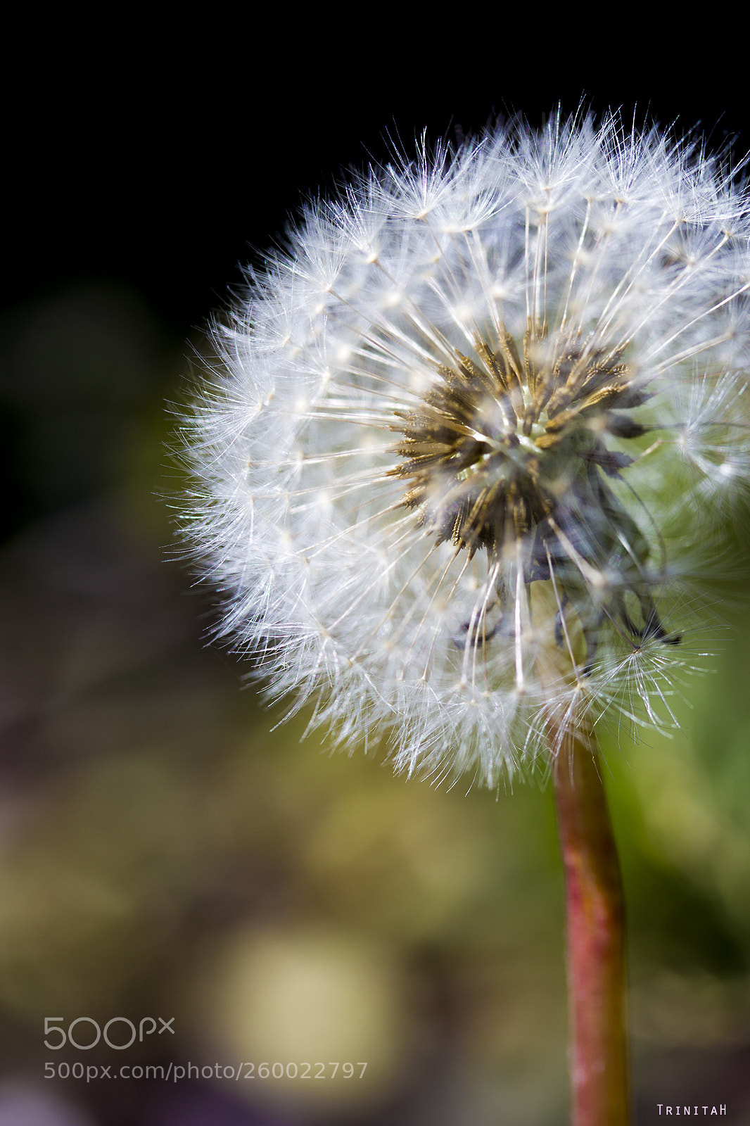 Canon EOS 7D sample photo. Cloud of wishes photography