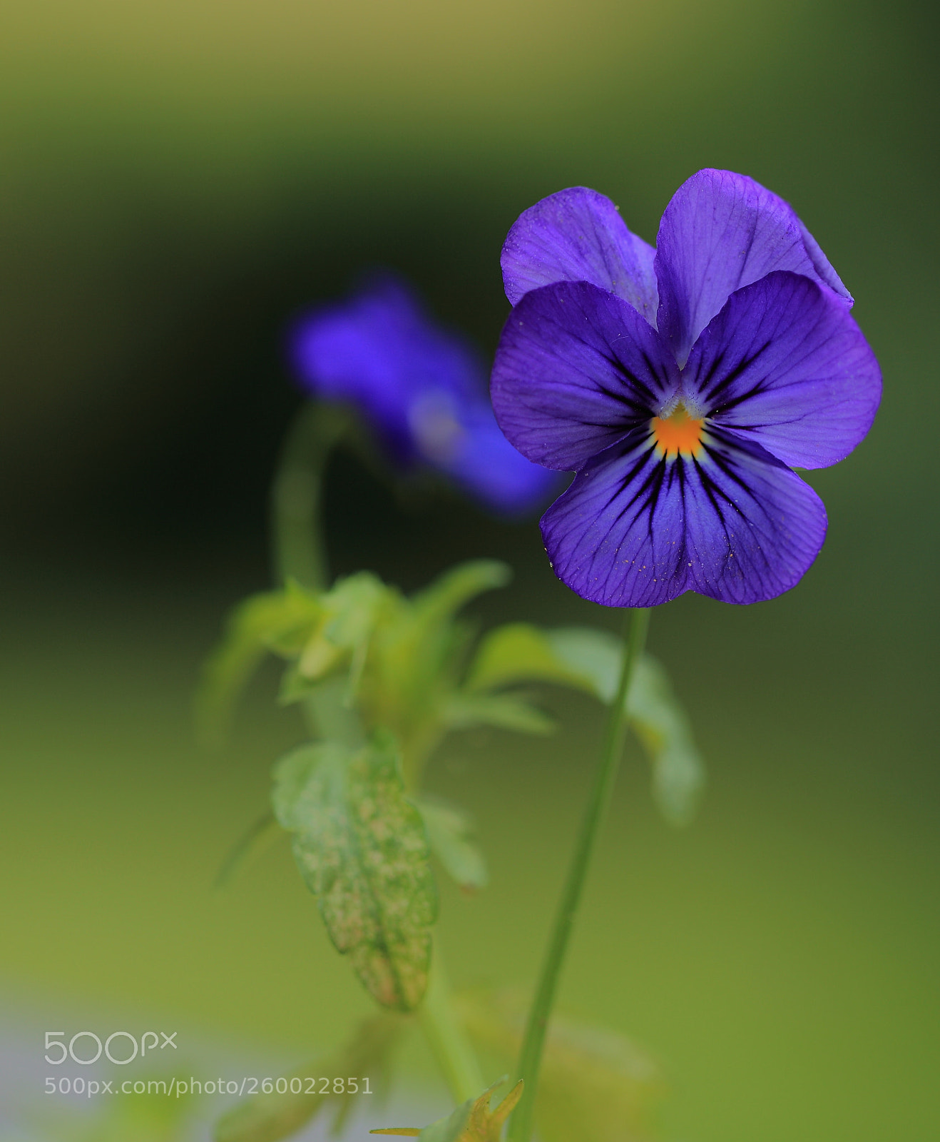Canon EOS 5D Mark II sample photo. () photography