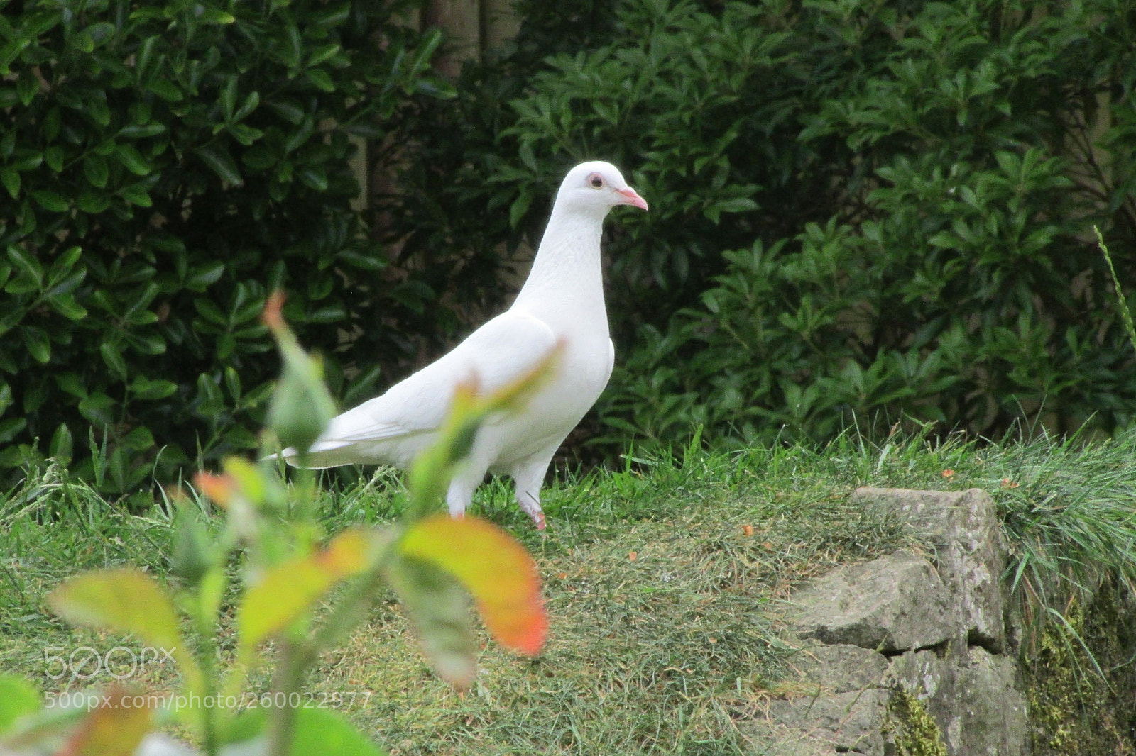 Canon PowerShot SX500 IS sample photo. Untitled photography