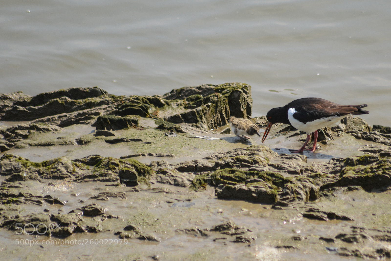 Nikon D3200 sample photo. Mother oystercatcher chick at photography