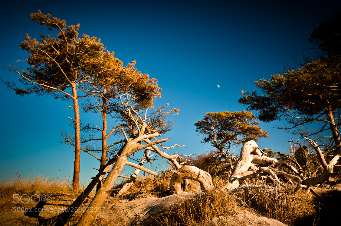 Nikon D700 sample photo. Untitled photography