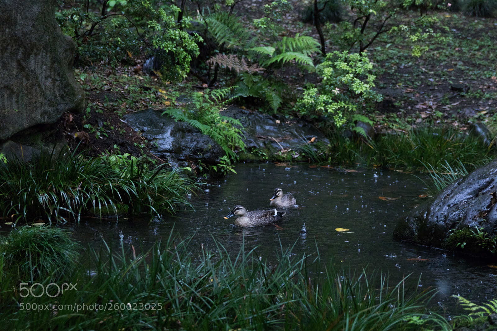 Canon EOS 750D (EOS Rebel T6i / EOS Kiss X8i) sample photo. Happiness only real when photography