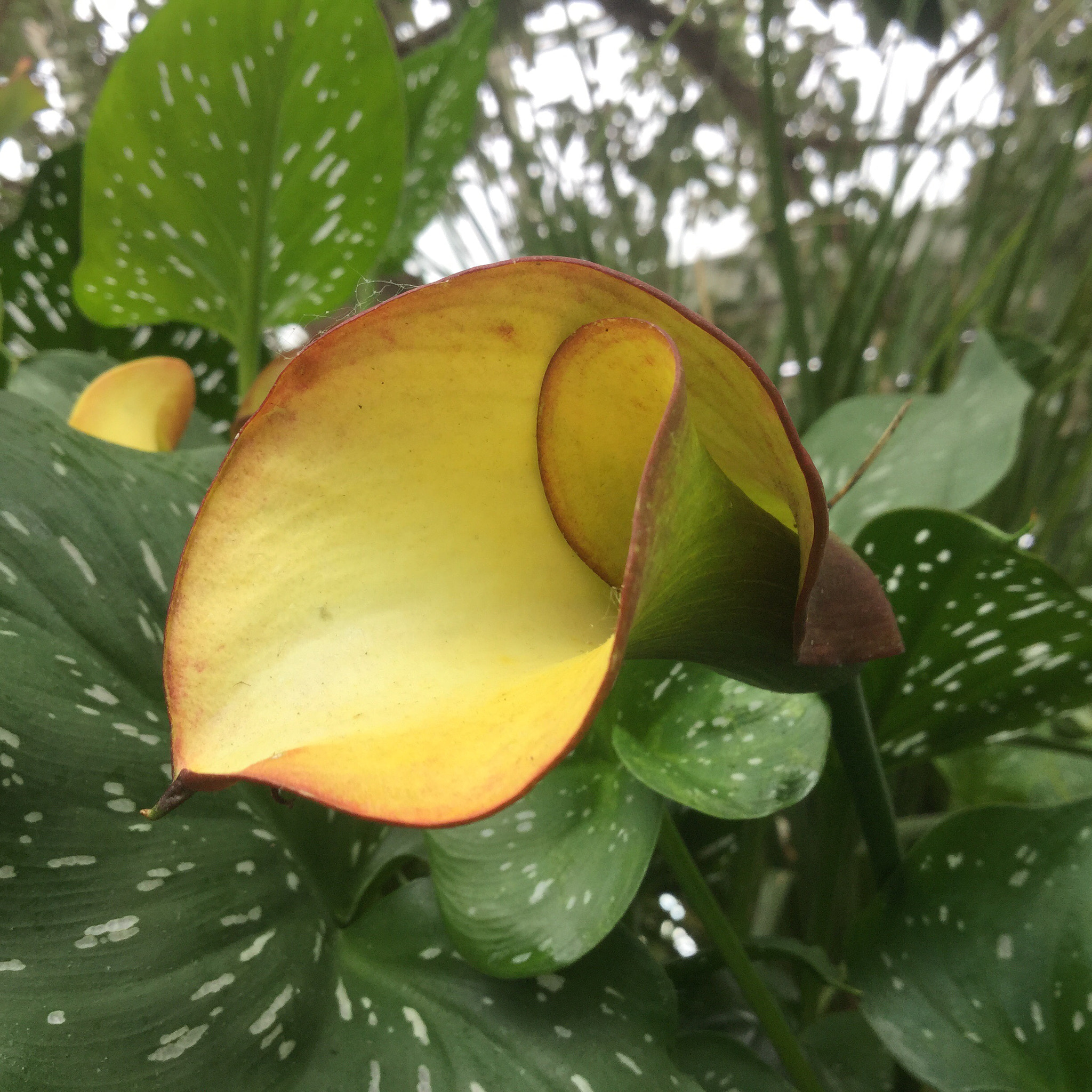 Apple iPad Air 2 sample photo
