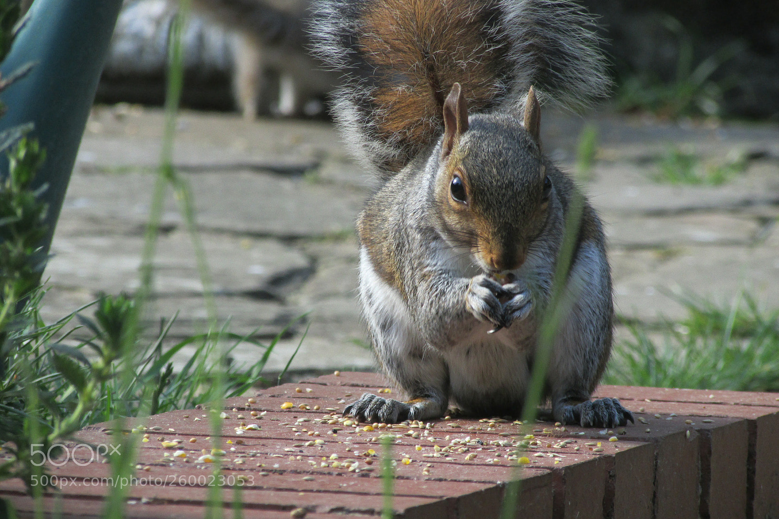 Canon PowerShot SX500 IS sample photo. Untitled photography