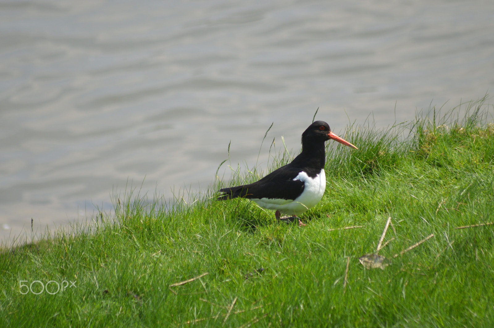 Nikon D3200 + Sigma 70-300mm F4-5.6 APO DG Macro sample photo. Oystercatcher at rspb ynys hir photography