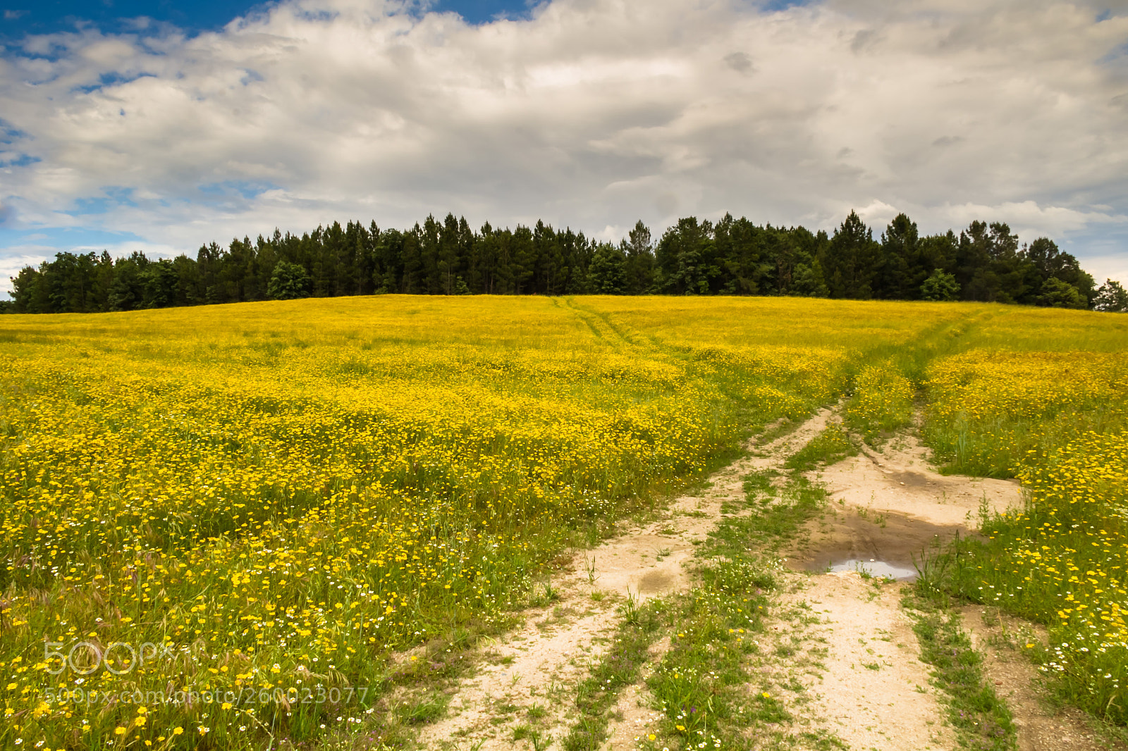 Canon EOS 60D sample photo. Flower field photography