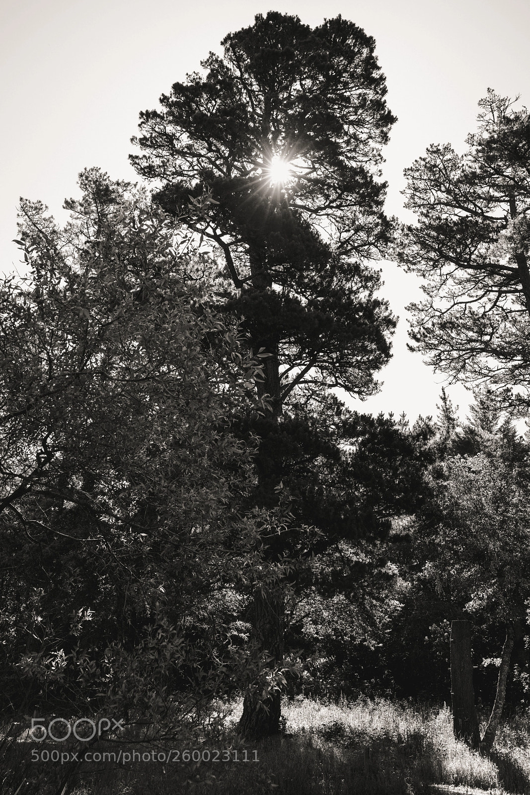 Sony a7R III sample photo. Sunburst photography