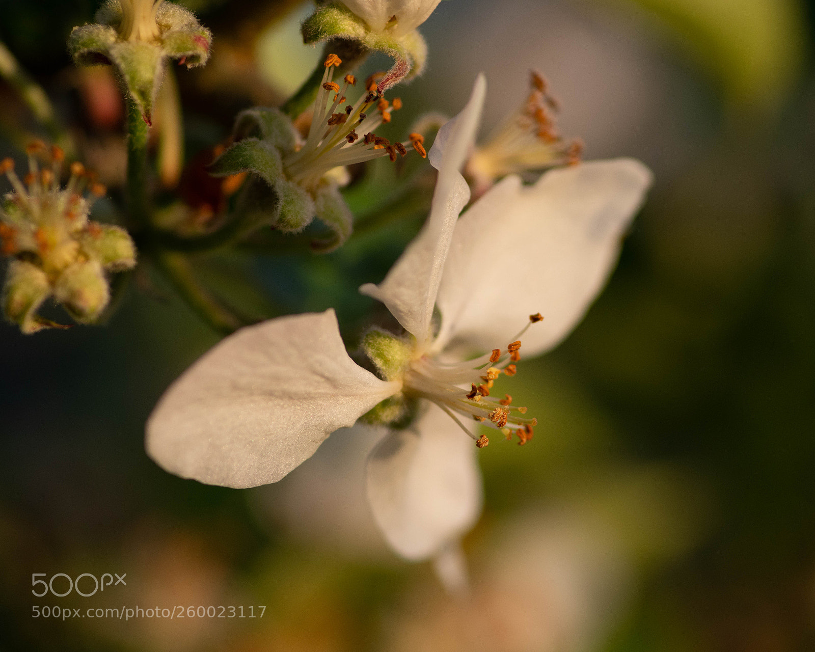 Nikon D7200 sample photo. Apple blossom photography