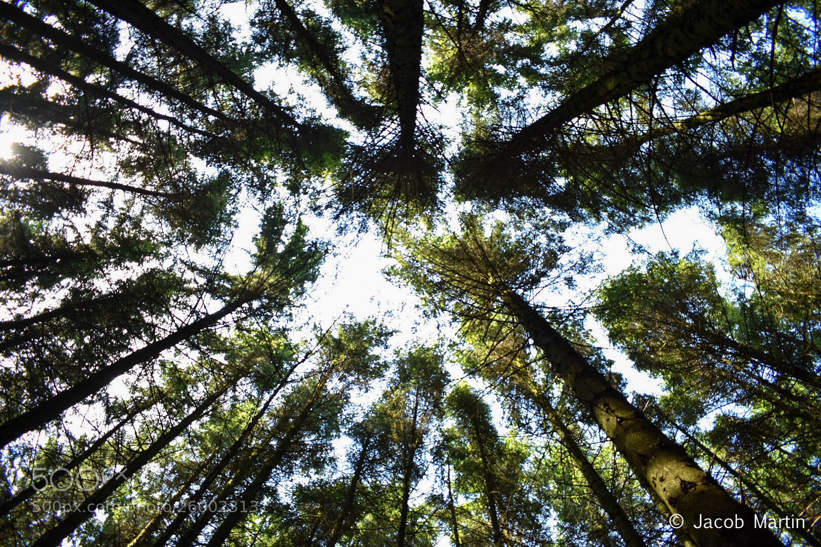 Nikon D3400 sample photo. Up to the sky photography