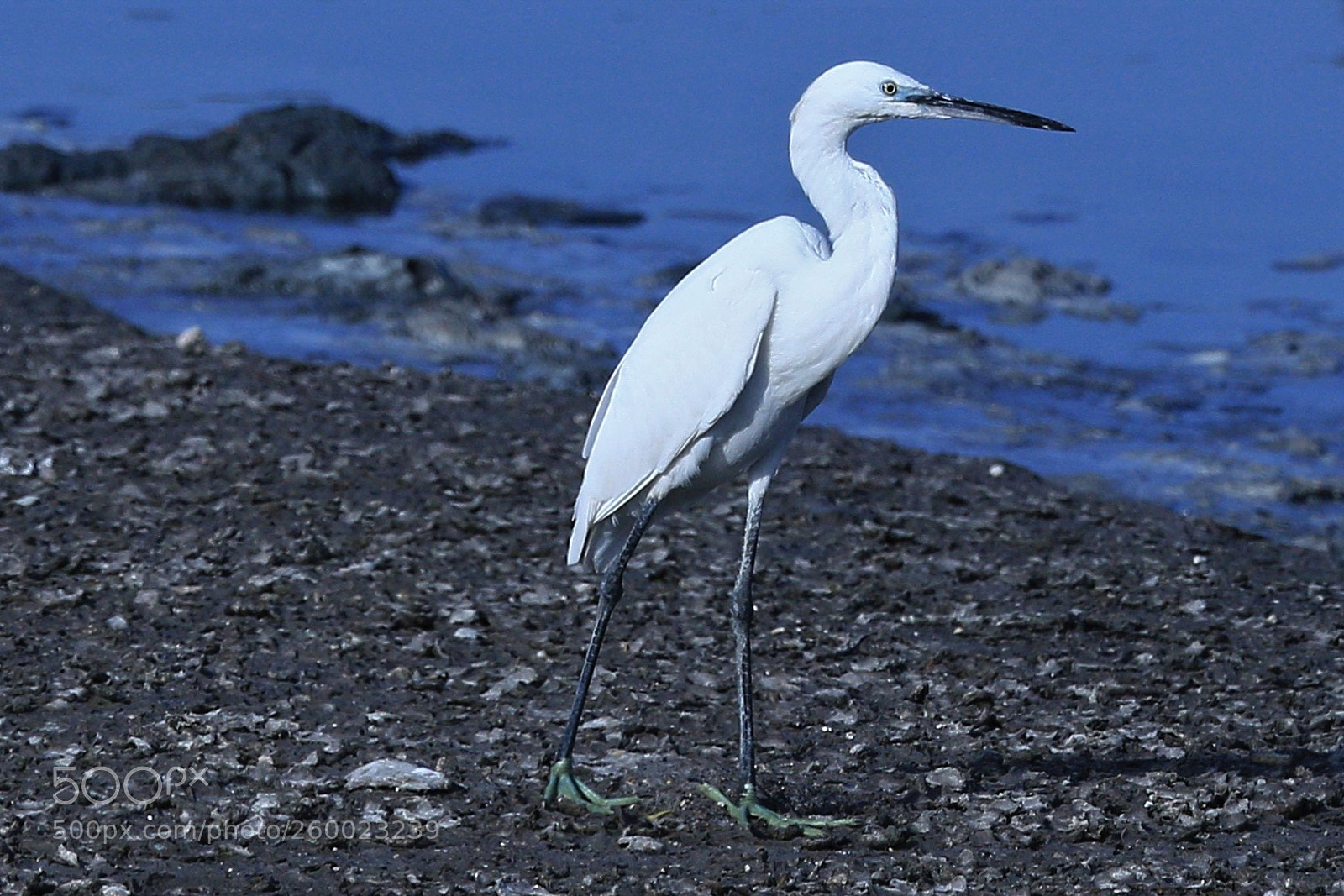 Canon EOS 7D Mark II sample photo. The heron photography