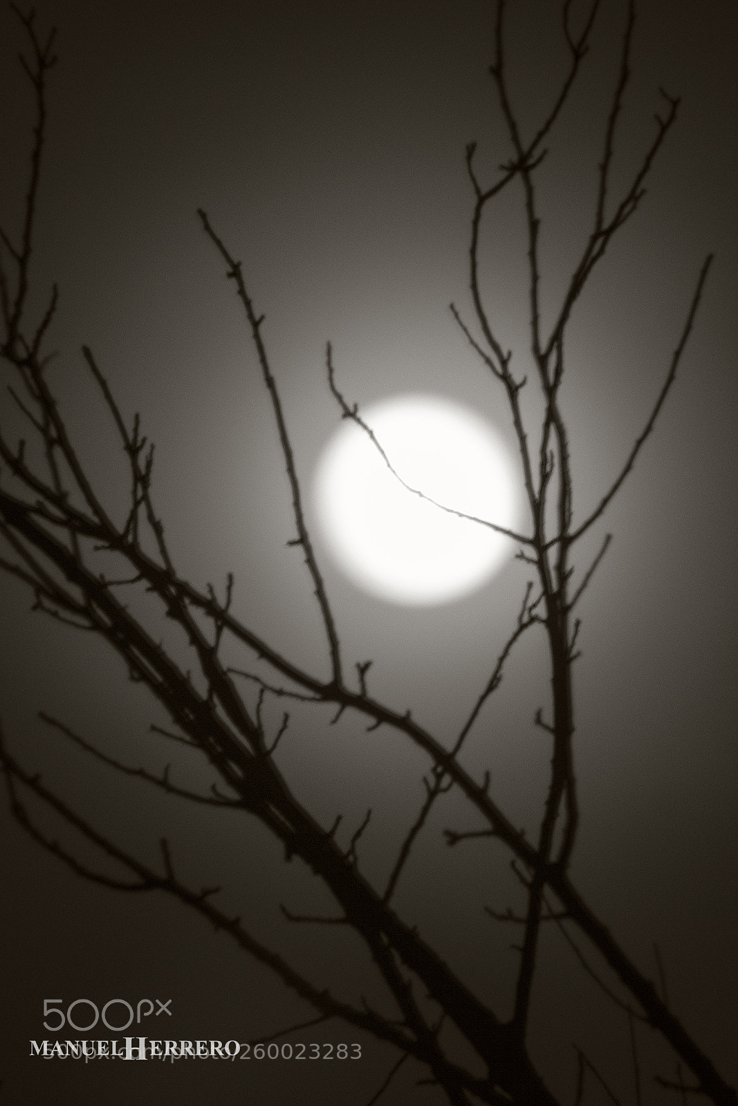 Canon EOS 550D (EOS Rebel T2i / EOS Kiss X4) sample photo. Noche de lobos photography
