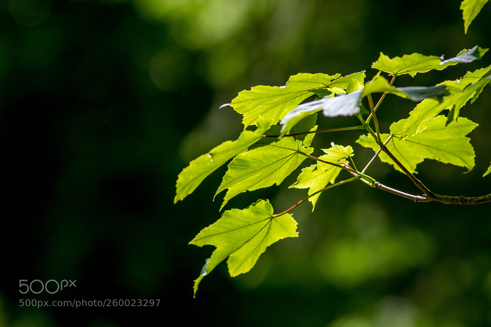 Canon EOS 7D Mark II sample photo. Blätter im sonnenlicht photography