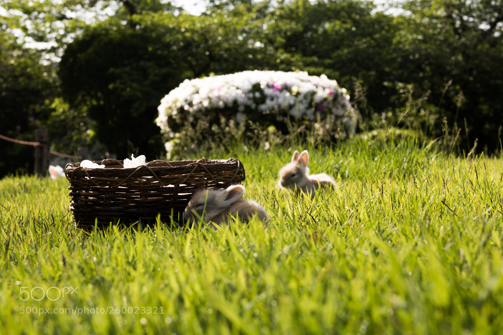 Canon EOS 750D (EOS Rebel T6i / EOS Kiss X8i) sample photo. Resting for easter photography