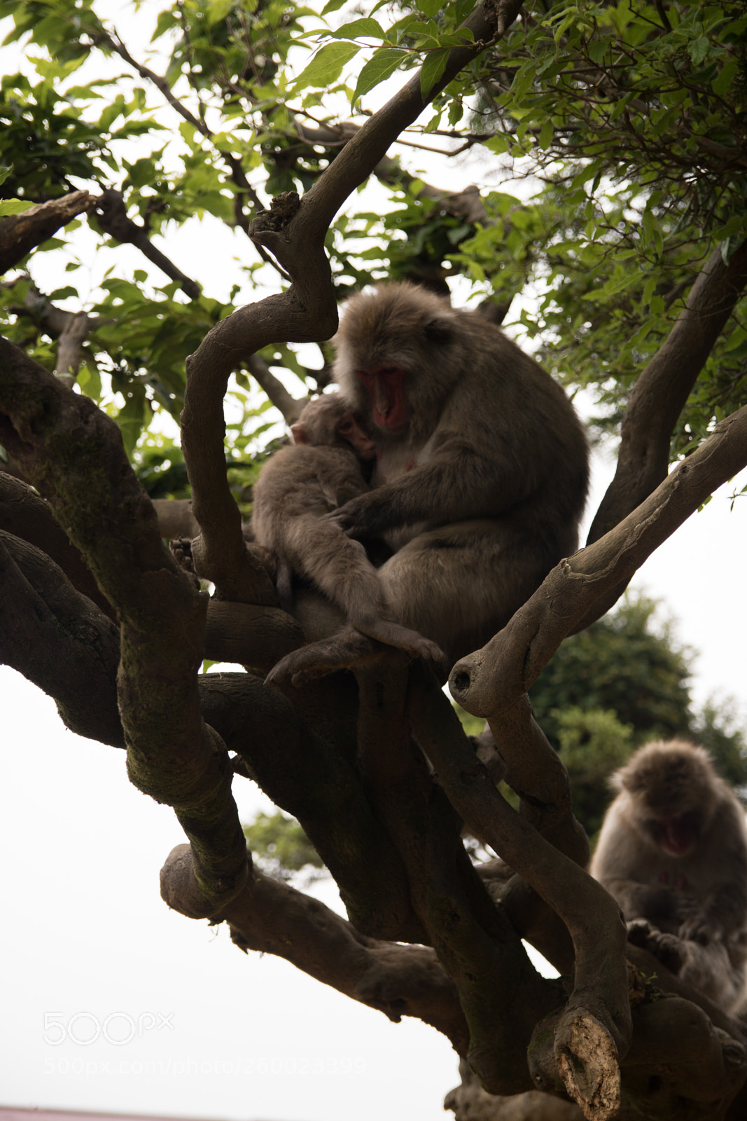 Canon EOS 750D (EOS Rebel T6i / EOS Kiss X8i) sample photo. Mother love photography