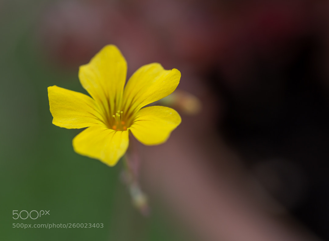 Canon EOS 6D sample photo. On the edge photography