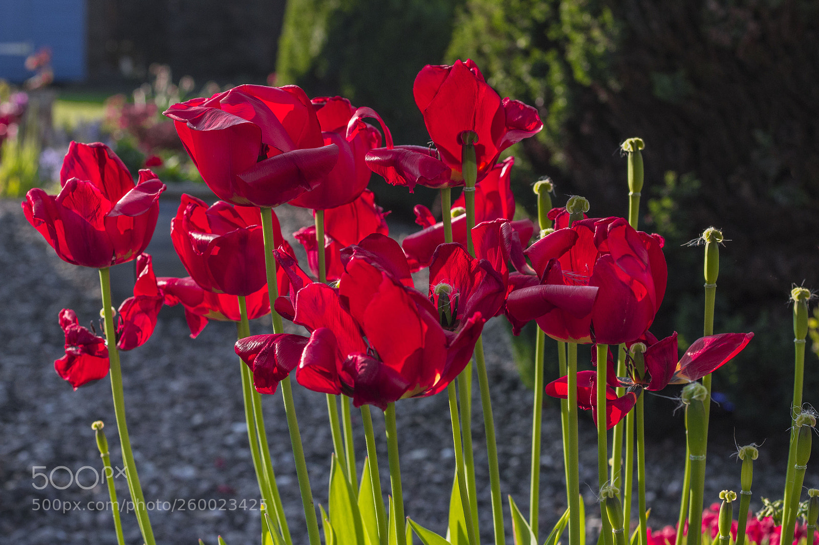Canon EOS 70D sample photo. Probably the last day photography